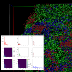 New method for 3D tissue imaging analysis