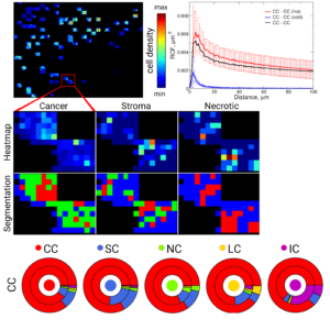 Quantitative cell organization analysis in tissues