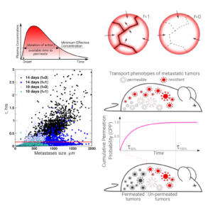 Drug delivery and heterogeneity, graphs and symbols